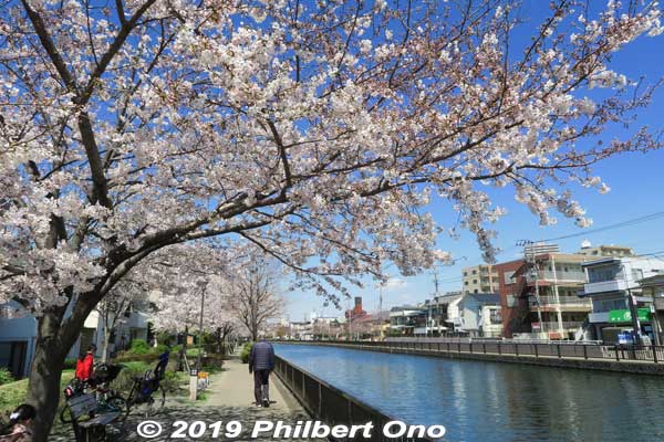 Shinkawa River Senbonzakura Cherry Blossoms, Edogawa-ku, Tokyo
Keywords: tokyo edogawa-ku shinkawa shin river cherry blossoms sakura flower