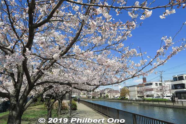Shinkawa River Senbonzakura Cherry Blossoms, Edogawa-ku, Tokyo
Keywords: tokyo edogawa-ku shinkawa shin river cherry blossoms sakura flowers