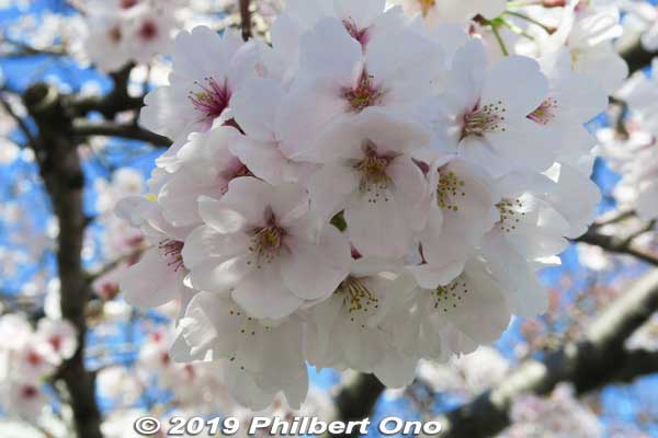 Keywords: tokyo edogawa-ku shinkawa shin river cherry blossoms sakura flowers
