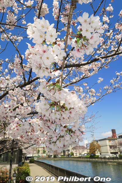 Shinkawa River Senbonzakura Cherry Blossoms, Edogawa-ku, Tokyo.
Keywords: tokyo edogawa-ku shinkawa shin river cherry blossoms sakura japanflower