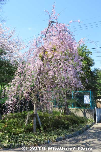 Weeping cherry tree. 
Keywords: tokyo edogawa-ku shinkawa shin river cherry blossoms sakura flowers