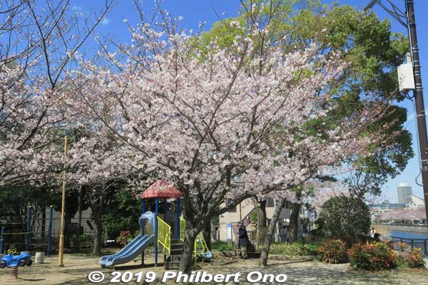 Ukita Daiichi Park. Riverside pocket park. 宇喜田第一公園
Keywords: tokyo edogawa-ku shinkawa shin river cherry blossoms sakura flowers
