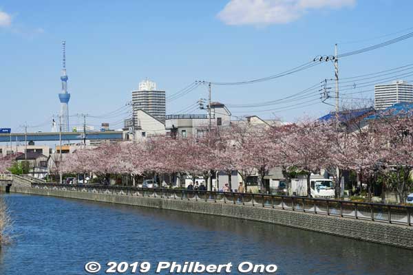 Shinkawa River Cherry Blossoms, Edogawa-ku, Tokyo
Keywords: tokyo edogawa-ku shinkawa shin river cherry blossoms sakura flowers