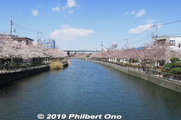 Keywords: tokyo edogawa-ku shinkawa shin river cherry blossoms sakura flowers