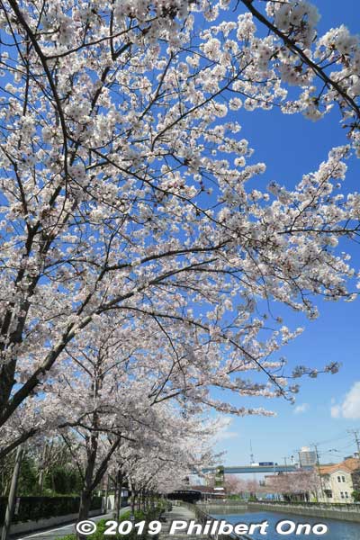 So many great sakura shots here.
Keywords: tokyo edogawa-ku shinkawa shin river cherry blossoms sakura flowers