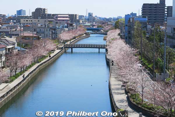 View of Shinkawa River from the Hinomi Yagura Fire Watchtower.
Keywords: tokyo edogawa-ku shinkawa shin river cherry blossoms sakura flowers