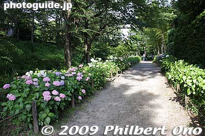 Keywords: tokyo fuchu Kyodo-no-Mori Museum outdoor park hydrangea ajisai flowers 