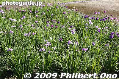 Also some irises.
Keywords: tokyo fuchu Kyodo-no-Mori Museum outdoor park 