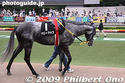 Horse named "Hurry Up" to be ridden by famous jockey Take Yutaka.
Keywords: tokyo fuchu race course horse racing 
