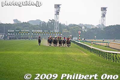 This is one of the best vantage points to shoot a race if you're not a press photographer.
Keywords: tokyo fuchu race course horse racing 