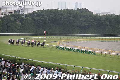 Coming around the turn.
Keywords: tokyo fuchu race course horse racing 
