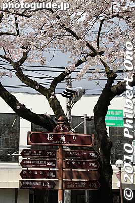 Sakura-dori road in Fuchu.
Keywords: tokyo fuchu Sakura-dori road cherry blossoms matsuri