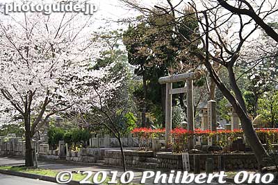 Torii gate at this gravesite.
Keywords: tokyo fuchu tama cemetery graves cherry blossoms sakura