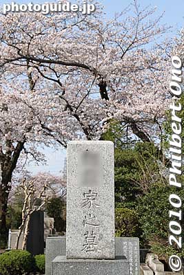 Keywords: tokyo fuchu tama cemetery graves cherry blossoms sakura