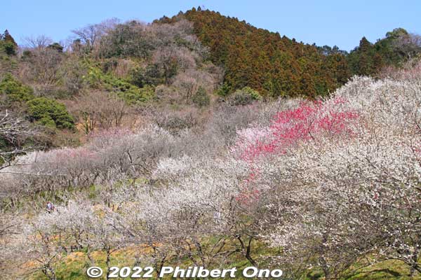 Takao Baigo is in the area of the famous Mt. Takao. It's an area with several plum blossom groves mainly along a road called Kyu-Koshu Kaido (旧甲州街道) near JR Takao Station and Keio Line Takaosanguchi Station. 
Keywords: tokyo hachioji takao baigo ume plum blossoms flowers