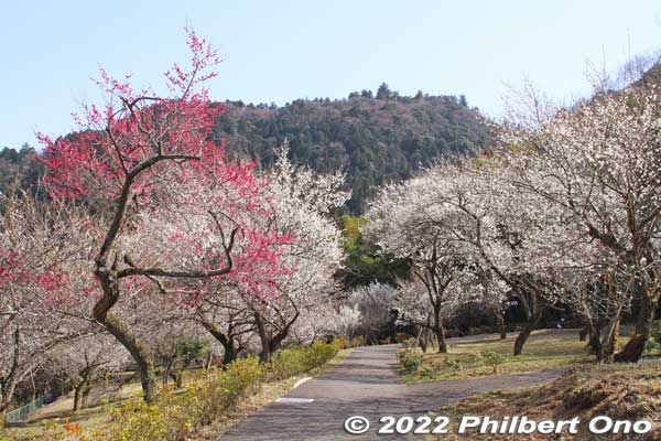 Takao Baigo was established in 1964 by a local tourist group. They happened to have multiple plum groves in this area, so they decided to market them together as a tourist attraction named "Takao Baigo" (Takao Plum Blossom Area).
Keywords: tokyo hachioji takao baigo ume plum blossoms flowers