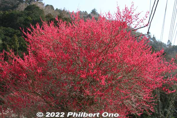 Red plum blossoms really stand out.
Keywords: tokyo hachioji takao baigo ume plum blossoms flowers