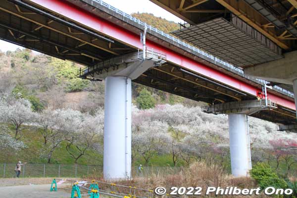 Kogesawa Bairin near the Chuo Expressway overhead.
Keywords: tokyo hachioji takao baigo ume plum blossoms flowers