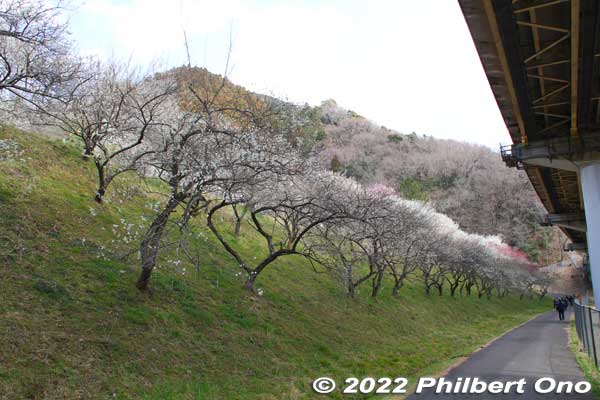 Walking up to the top of Kogesawa Bairin along this path on the periphery.
Keywords: tokyo hachioji takao baigo ume plum blossoms flowers