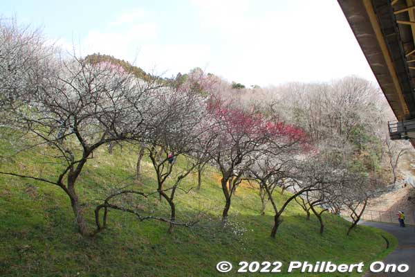 Kogesawa Bairin is on a hillside.
Keywords: tokyo hachioji takao baigo ume plum blossoms flowers