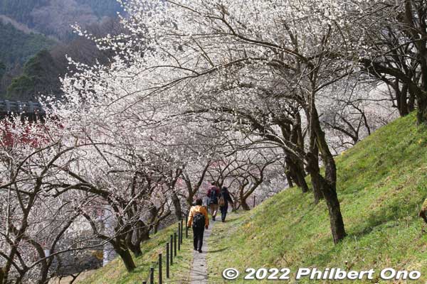 The plum grove has walking paths across the slope.
Keywords: tokyo hachioji takao baigo ume plum blossoms flowers
