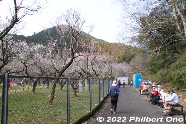 On the top of Kogesawa Bairin, there are benches and picnic area near the plum trees. 
Keywords: tokyo hachioji takao baigo ume plum blossoms flowers