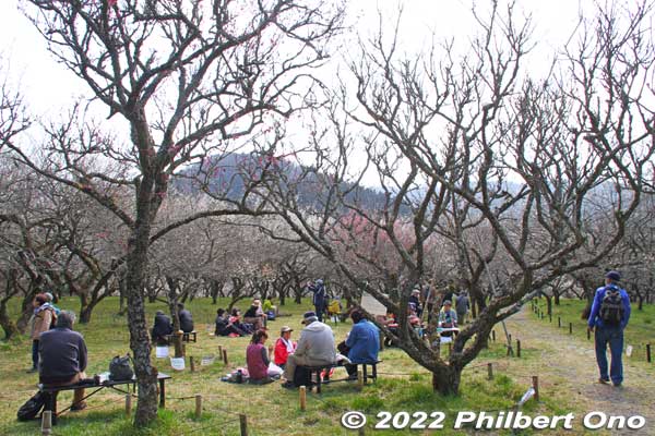 Top of Kogesawa Bairin with benches and picnic area near the plum trees. 
Keywords: tokyo hachioji takao baigo ume plum blossoms flowers