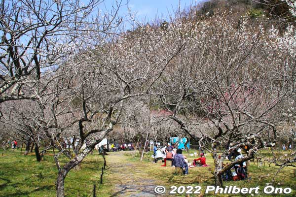 Top of Kogesawa Bairin with benches and picnic area near the plum trees. 
Keywords: tokyo hachioji takao baigo ume plum blossoms flowers