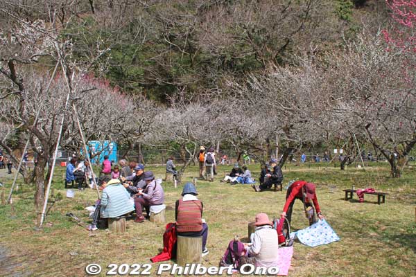 Top of Kogesawa plum grove hill has this small area for picnickers. A few benches and tree stumps to sit on. Good idea to bring takeout food. Pleasant to have lunch here.
Keywords: tokyo hachioji takao baigo ume plum blossoms flowers
