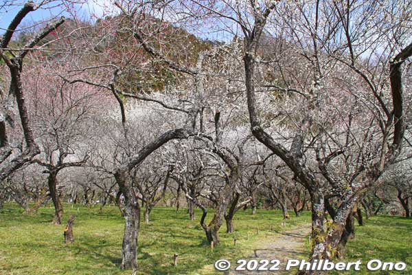 Top of Kogesawa Bairin. 
Keywords: tokyo hachioji takao baigo ume plum blossoms flowers