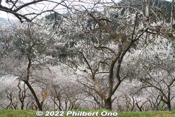 Looking down the hillside of white plum trees.
Keywords: tokyo hachioji takao baigo ume plum blossoms flowers