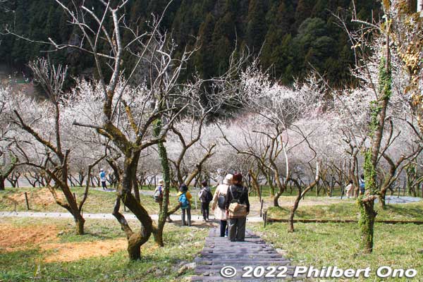 Steps going down hill of plum trees at Kogesawa Bairin.
Keywords: tokyo hachioji takao baigo ume plum blossoms flowers