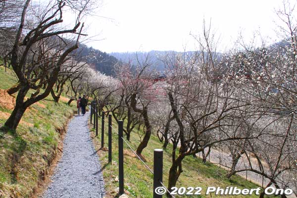 Kogesawa Bairin hillside walking path.
Keywords: tokyo hachioji takao baigo ume plum blossoms flowers