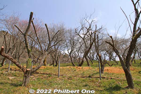 Some plum trees with pruned branches. May they flower again someday.
Keywords: tokyo hachioji takao baigo ume plum blossoms flowers