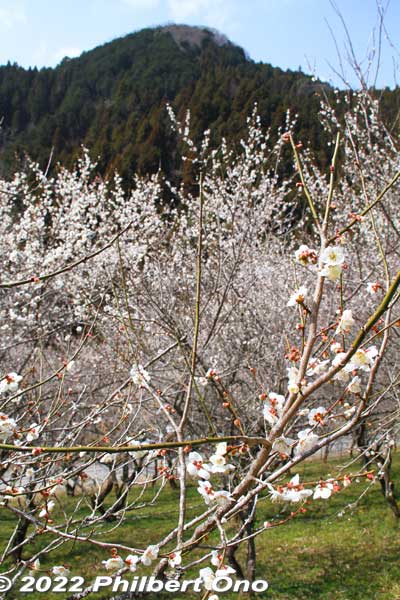 The grove is near the mountains, so there's a nice backdrop.
Keywords: tokyo hachioji takao baigo ume plum blossoms flowers