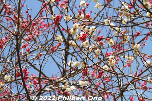 Keywords: tokyo hachioji takao baigo ume plum blossoms flowers