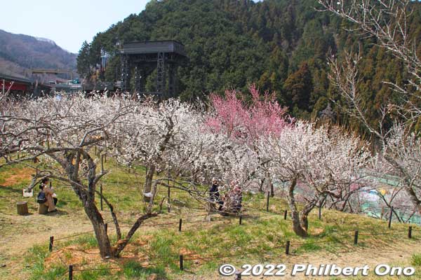 Another nice spot for a picnic.
Keywords: tokyo hachioji takao baigo ume plum blossoms flowers