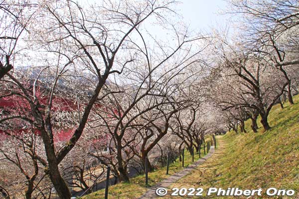Walking path near the Chuo Expressway.
Keywords: tokyo hachioji takao baigo ume plum blossoms flowers
