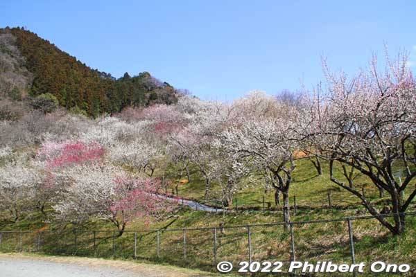 Kogesawa Bairin from outside the fence at ground level.
Keywords: tokyo hachioji takao baigo ume plum blossoms flowers