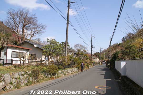 It's a quiet, rural, residential area along a small river. As you keep walking, you see plum trees here and there.
Keywords: tokyo hachioji takao baigo ume plum blossoms flowers
