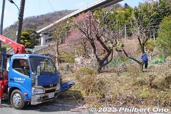 Pruning plum trees.
Keywords: tokyo hachioji takao baigo ume plum blossoms flowers