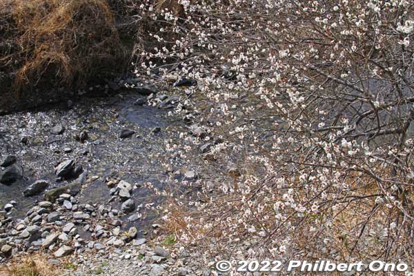 Kobotoke River and plum blossoms.
Keywords: tokyo hachioji takao baigo ume plum blossoms flowers