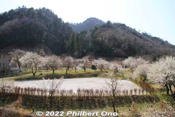 The next plum grove was Surusashi Bairin (するさし梅林).  This might be the second largest plum grove in Takao Baigo.
Keywords: tokyo hachioji takao baigo ume plum blossoms flowers