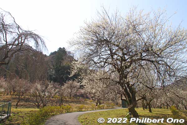 Surusashi Bairin grove covers a long, rectangular area. This is one end of it.
Keywords: tokyo hachioji takao baigo ume plum blossoms flowers
