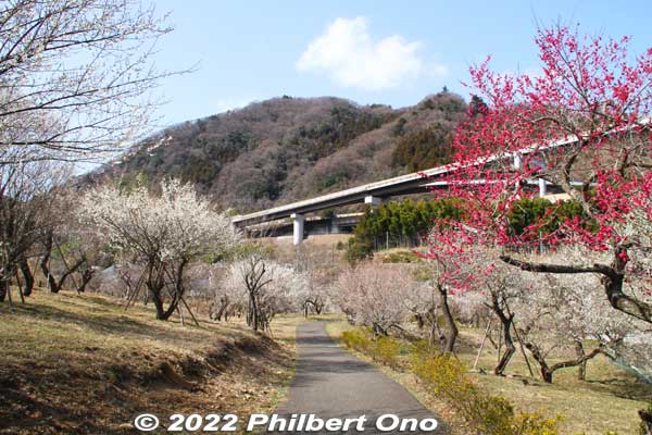 Surusashi Bairin has just one main path in the middle. The Chuo Expressway (goes to Nagoya via Nagano) is in the background.
Keywords: tokyo hachioji takao baigo ume plum blossoms flowers