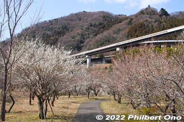 Surusashi Bairin
Keywords: tokyo hachioji takao baigo ume plum blossoms flowers
