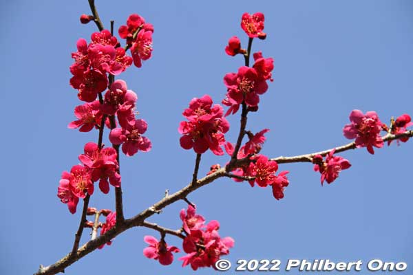 Keywords: tokyo hachioji takao baigo ume plum blossoms flowers