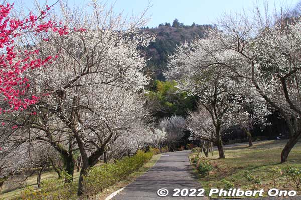 Other end of Surusashi Bairin.
Keywords: tokyo hachioji takao baigo ume plum blossoms flowers