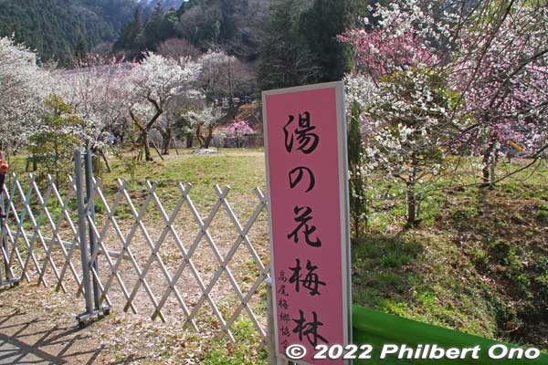 Walked further along the road for the next grove named Yunohana Bairin (湯の花梅林). 
Keywords: tokyo hachioji takao baigo ume plum blossoms flowers