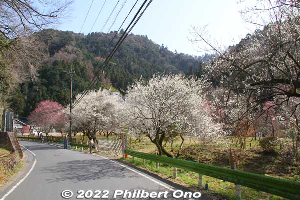 The public cannot enter Yunohana Bairin, so you just see it from the road.
Keywords: tokyo hachioji takao baigo ume plum blossoms flowers